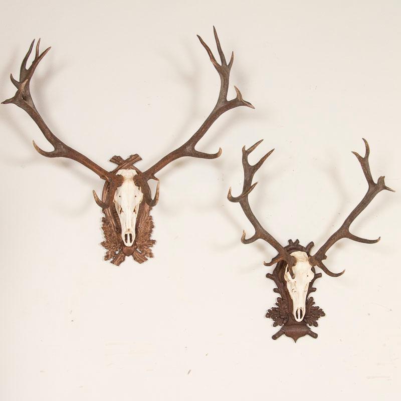 Antique Pair of Stag Antlers on Carved Black Forrest Mounts